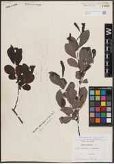 Foto von Salix cinerea L.